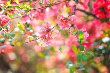 Çiçek açması kırmızı çiçek arka, doğal duvar kağıdı. Chaenomeles şube çiçekli Bahar, görüntüyü boşaltmak ve güzel bokeh