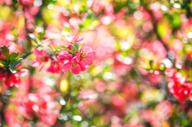 Çiçek açması kırmızı çiçek arka, doğal duvar kağıdı. Chaenomeles şube çiçekli Bahar, görüntüyü boşaltmak ve güzel bokeh