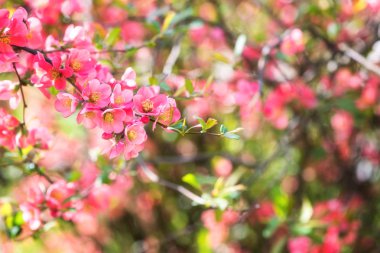 Çiçek açması kırmızı çiçek arka, doğal duvar kağıdı. Chaenomeles şube çiçekli Bahar, görüntüyü boşaltmak ve güzel bokeh