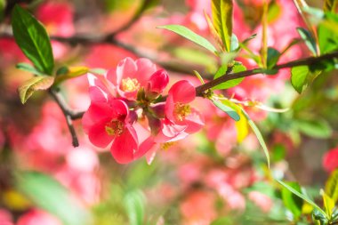 Çiçek açması chaenomeles kırmızı çiçekler bahar zaman, doğal mevsimlik çiçek arka plan ile boşaltmak