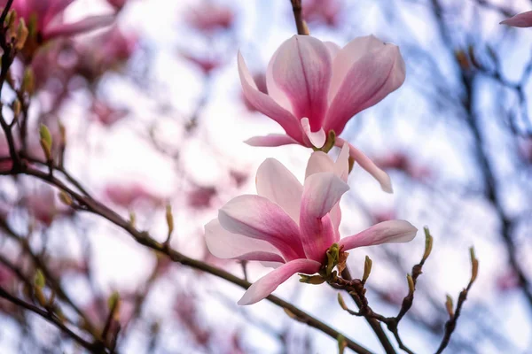 Цветущие Розовые Цветы Магнолии Фоне Голубого Неба Весеннем Саду Натуральные — стоковое фото