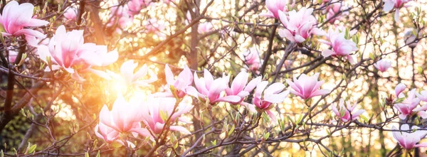 Kwitnąca Magnolia Różowe Kwiaty Wiosnę Naturalne Sezonowy Tło Kwiatowy Lato — Zdjęcie stockowe