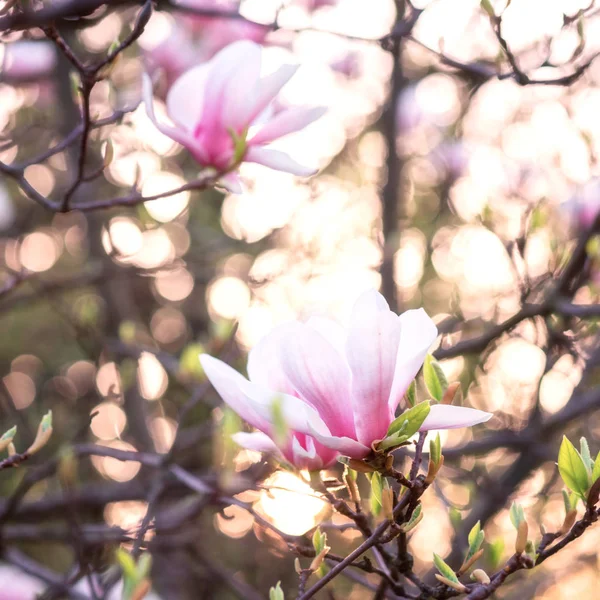 Kwitnąca Tle Różowy Kwiat Naturalne Tapety Kwitnienia Oddział Magnolia Spring — Zdjęcie stockowe