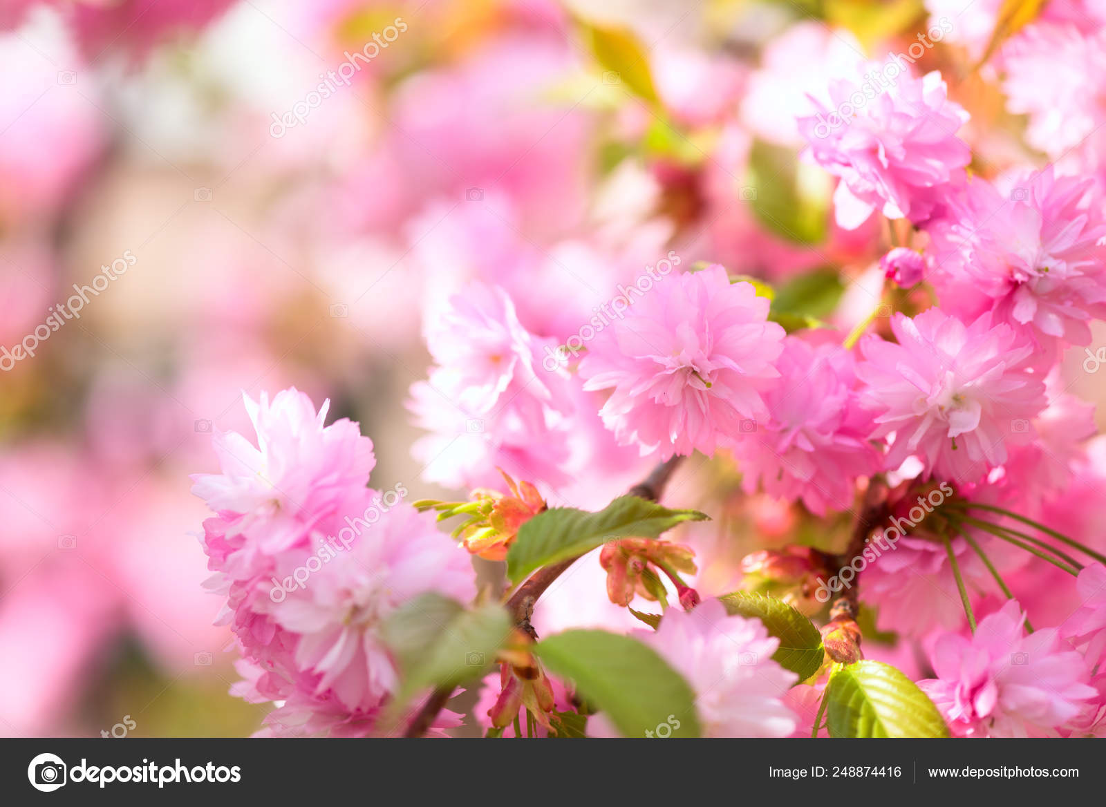 Floraison Fond Fleur Rose Fond écran Naturel Sakura Cerisier