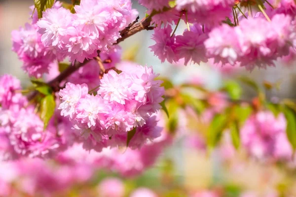 Fioritura Sfondo Fiore Rosa Carta Parati Naturale Fioritura Ramo Sakura — Foto Stock