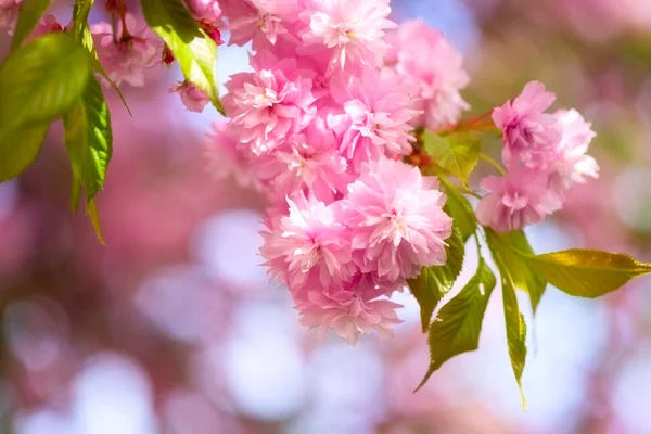 绽放粉红色的花背景 自然壁纸 在春天开花樱花 日本樱桃 宏观图像与复制空间和美丽的 Bokeh — 图库照片