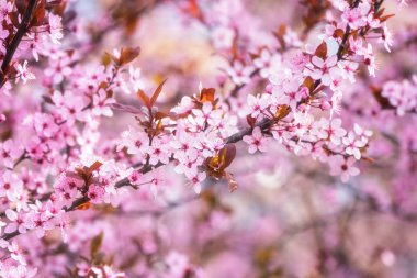 Çiçek açan pembe çiçek arkaplanı, doğal duvar kağıdı. Bahar bahçesinde çiçek açan Japon kiraz dalı, kopyalama alanı ve güzel bokeh ile makro resim