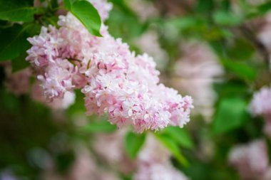 Çiçek açması Pembe çiçek arka, doğal duvar kağıdı. Bir bahar bahçe, görüntüyü boşaltmak ve güzel bokeh ile Lila dalında çiçekli