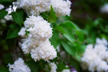 Bir bahar bahçe, doğal mevsimlik çiçek ile arka plan boşaltmak Lila beyaz çiçek çiçek