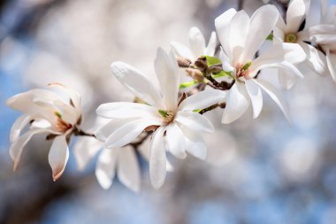 Çiçek açması beyaz çiçek arka, doğal duvar kağıdı. Manolya kobus dalında bahar bahçe, görüntüyü boşaltmak ve güzel bokeh ile çiçeklenme