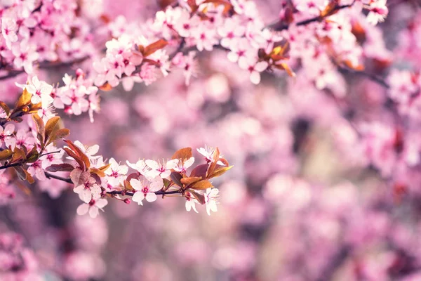 Fondo Floreciente Flor Rosa Fondo Pantalla Natural Floración Decorativa Japonesa — Foto de Stock