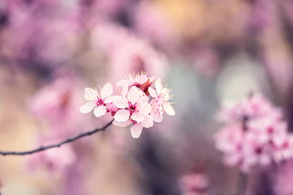 光洁的粉红色花朵背景 天然墙纸 春花中装饰的日本樱桃枝 色彩艳丽的宏观形象 — 图库照片