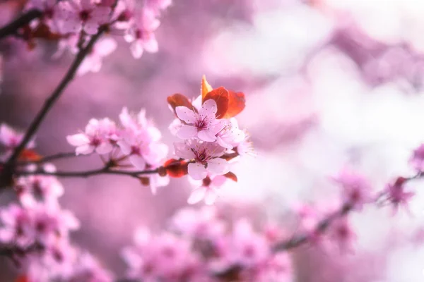 Kwitnące Różowe Tło Kwiat Naturalna Tapeta Kwitnąca Dekoracyjna Japońska Gałąź — Zdjęcie stockowe