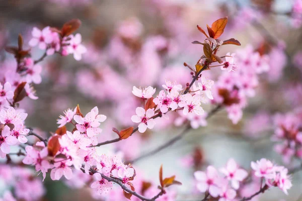 Fioritura Decorativi Fiori Rosa Ciliegia Giapponese Giardino Primaverile Sfondo Floreale — Foto Stock