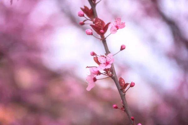 春天花园中绽放的日本樱桃粉红色花卉的装饰 自然的季节性花卉背景与抄袭空间 — 图库照片