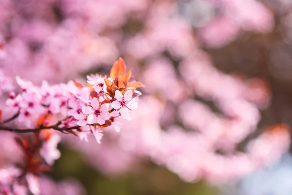 Fioritura Decorativi Fiori Rosa Ciliegia Giapponese Giardino Primaverile Sfondo Floreale — Foto Stock