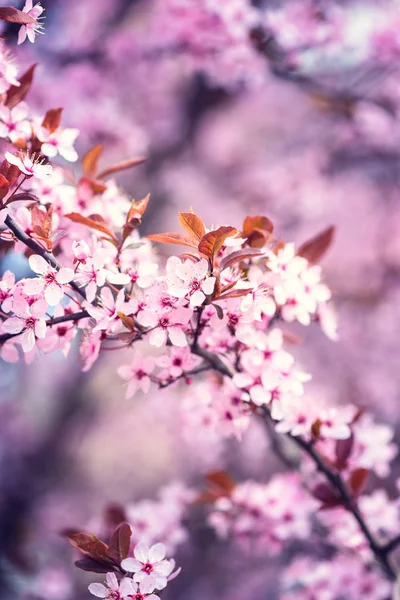 在春天的花园中绽放装饰的日本樱桃粉红色的花 自然的季节性花卉背景与模仿空间 垂直图像 — 图库照片