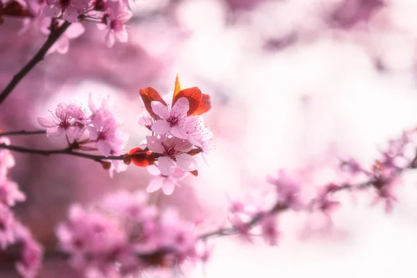 Fondo Floreciente Flor Rosa Fondo Pantalla Natural Floración Decorativa Japonesa —  Fotos de Stock