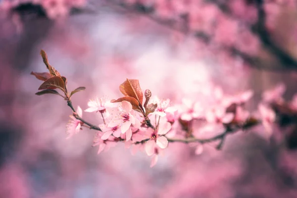 Fioritura Sfondo Fiore Rosa Carta Parati Naturale Fioritura Ramo Decorativo — Foto Stock