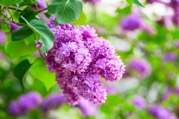 Çiçek açması Pembe çiçek arka, doğal duvar kağıdı. Bir bahar bahçe, görüntüyü boşaltmak ve güzel bokeh ile Lila dalında çiçekli