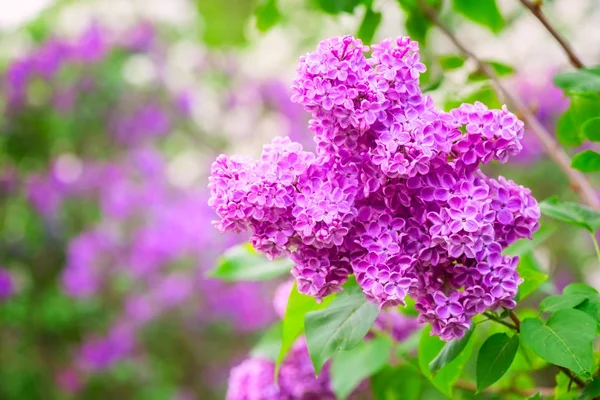 Blossoming Lilac Pink Flowers Spring Garden Natural Seasonal Floral Background — Stock Photo, Image