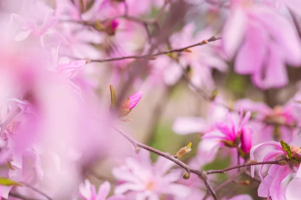 Fondo Floreciente Flor Rosa Fondo Pantalla Natural Floración Rara Magnolia —  Fotos de Stock