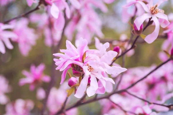 Цветение Редких Звёздчатых Магнолий Розовые Цветы Весеннем Саду Натуральный Сезонный — стоковое фото
