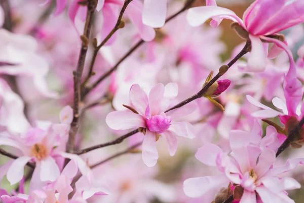 Цветущий Розовый Цветочный Фон Натуральные Обои Цветение Редкой Магнолии Весеннем — стоковое фото