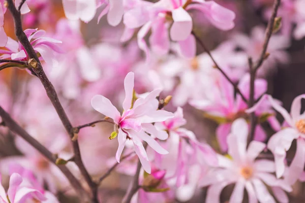 Цветущий Розовый Цветочный Фон Натуральные Обои Цветение Редкой Магнолии Весеннем — стоковое фото