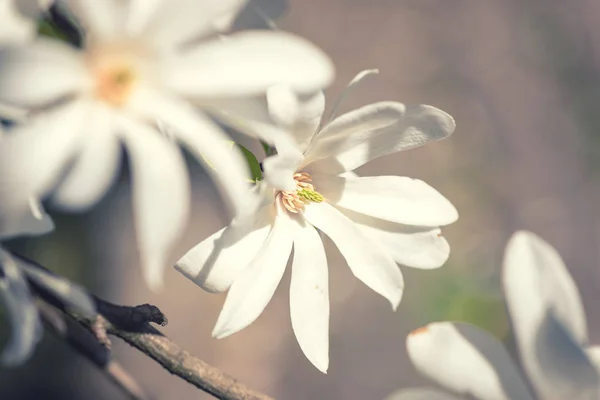 Kwitnąca Biały Kwiat Tła Tapety Naturalne Kwitnienia Magnolia Kobus Oddział — Zdjęcie stockowe