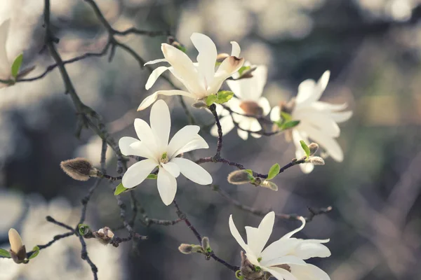 Цветущий Белый Цветочный Фон Натуральные Обои Цветущая Ветвь Магнолии Кобус — стоковое фото