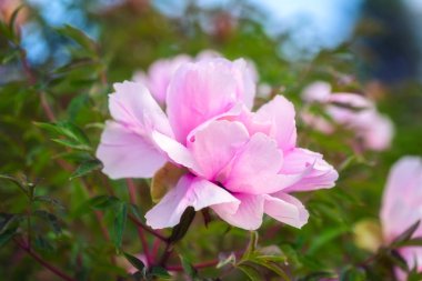 Çiçek açması parlak pembe Şakayık çiçekleri Bahçe, doğal mevsimlik çiçek arka plan duvar kağıdı veya kapak için uygun