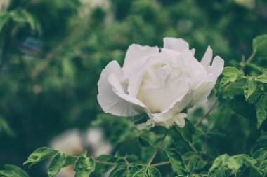 Beyaz çiçek açması peony Çiçek Bahçe, vintage görüntü, doğal mevsimlik çiçek arka plan duvar kağıdı veya kapak için uygun