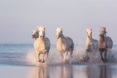 Beyaz atlar gün batımında suda dörtnala koşarlar, Camargue, Bouches-du-rhone, Fransa