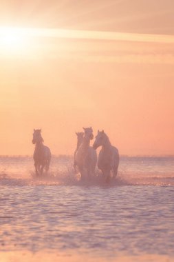 Beyaz atlar gün batımında suda dörtnala koşarlar, Camargue, Bouches-du-rhone, Fransa