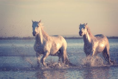 Beyaz atlar gün batımında suda dörtnala koşarlar, Camargue, Bouches-du-rhone, Fransa