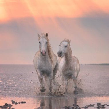 Beyaz atlar gün batımında suda dörtnala koşarlar, Camargue, Bouches-du-rhone, Fransa