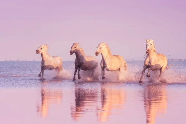 Cavalos brancos correm galope na água ao pôr do sol, Camargue, Bouches-du-rhone, França — Fotografia de Stock