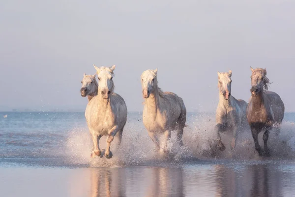 Fehér lovak futnak galopp vízben naplementekor, Camargue, Bouches-du-rhone, Franciaország — Stock Fotó