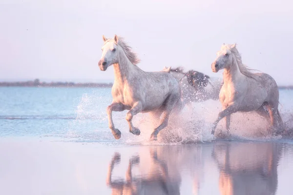 Белые лошади скачут в воде на закате, Camargue, Bouches-du-rhone, Франция — стоковое фото