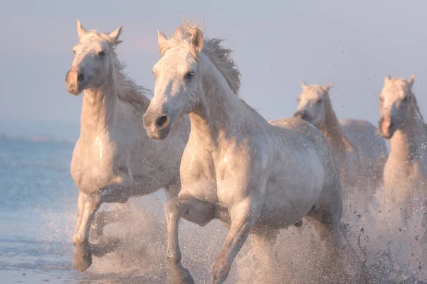 Běloši běží tryskem ve vodě při západu slunce, Camargue, Bouches-du-rhone, Francie — Stock fotografie