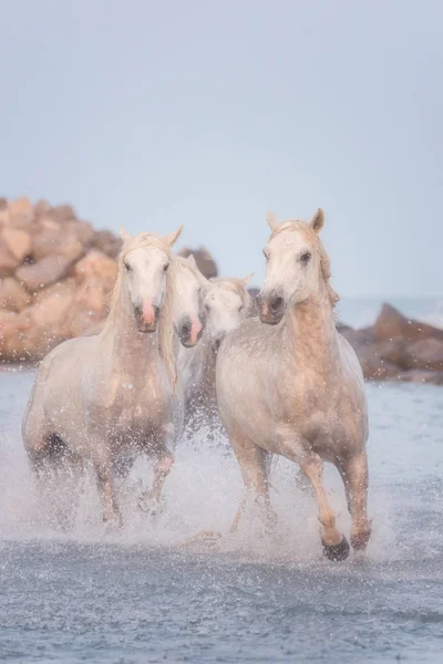 Beyaz atlar gün batımında suda dörtnala koşarlar, Camargue, Bouches-du-rhone, Fransa