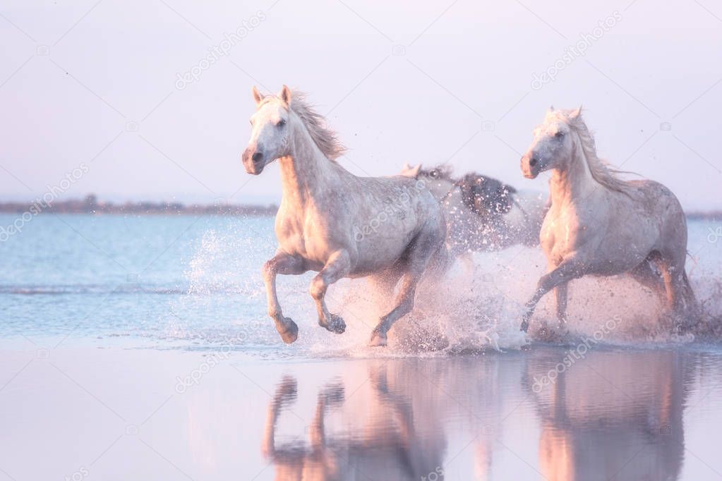 White horses run gallop in water at sunset, Camargue, Bouches-du-rhone, France