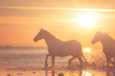 Beyaz atlar gün batımında suda dörtnala koşarlar, Camargue, Bouches-du-rhone, Fransa