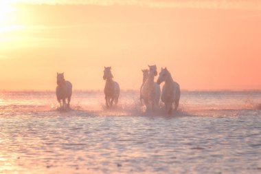 Beyaz atlar gün batımında suda dörtnala koşarlar, Camargue, Bouches-du-rhone, Fransa