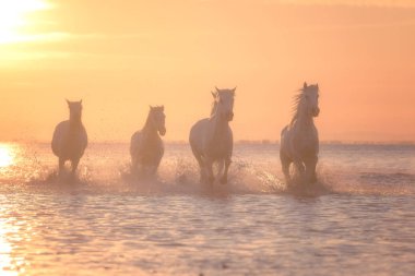 Beyaz atlar gün batımında suda dörtnala koşarlar, Camargue, Bouches-du-rhone, Fransa