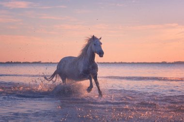 Beyaz atlar gün batımında suda dörtnala koşarlar, Camargue, Bouches-du-rhone, Fransa