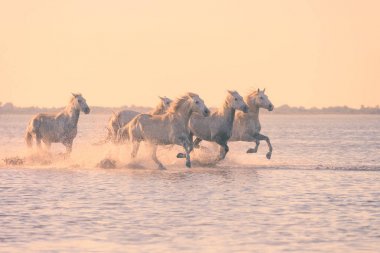 Beyaz atlar gün batımında suda dörtnala koşarlar, Camargue, Bouches-du-rhone, Fransa
