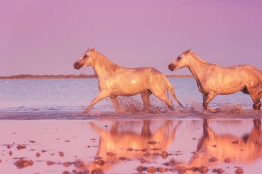 Beyaz atlar gün batımında suda dörtnala koşarlar, Camargue, Bouches-du-rhone, Fransa
