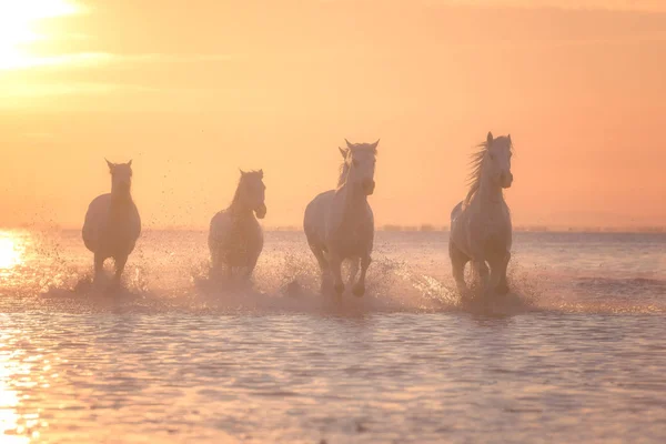 Fehér lovak futnak galopp vízben naplementekor, Camargue, Bouches-du-rhone, Franciaország — Stock Fotó